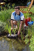 PLANTING UP POND WIH PLANTS, WATER GARDEN MAINTENANCE WORKS.