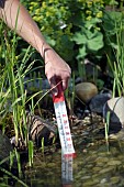 CHECKING POND WATER TEMPERATURE WITH THERMOMETER