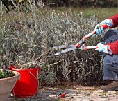 TRIMMING LAVANDULA