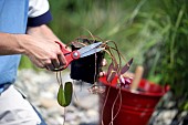 TIDYING AND PREPARING NYMPHAEA FOR POND PLANTING