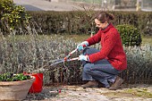 TRIMMING LAVANDULA