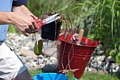 TIDYING AND PREPARING NYMPHAEA FOR POND PLANTING