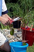 TIDYING AND PREPARING NYMPHAEA FOR POND PLANTING