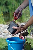 TIDYING AND PREPARING NYMPHAEA FOR POND PLANTING