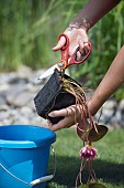 TIDYING AND PREPARING NYMPHAEA FOR POND PLANTING