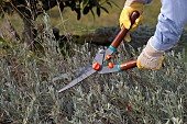 TRIMMING LAVANDULA