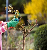 PRUNING ROSES IN SPRINGTIME