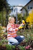 PRUNING ROSES IN SPRINGTIME