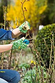 PRUNING ROSES IN SPRINGTIME