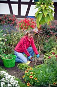 CUTTING BACK PERENNIALS IN AUTUMN