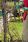 PRUNING A CLIMBING ROSE IN SPRINGTIME