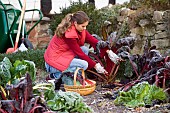 HARVESTING CHARD