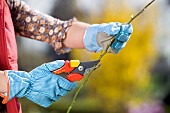 PRUNING ROSES IN SPRINGTIME