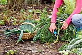 HARVESTING VEGETABLES IN WINTER