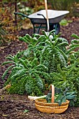 WINTER IN VEG GARDEN