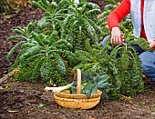 HARVESTING KALE IN WINTER