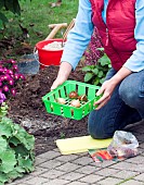 PLANTING TULIP BULBS