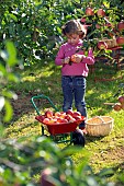 CHILD HARVESTING APPLES