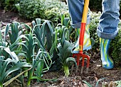 HARVESTING LEEKS IN WINTER