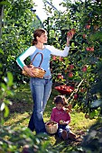 FAMILY HARVESTING APPLES IN AUTUMN