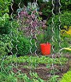 WATERING TOMATO PLANTS