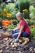 HARVESTING POTATOES IN THE SUMMER