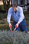 TRIMMING LAVANDULA