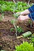 TYING TOMATO PLANT TO METAL SUPPORT