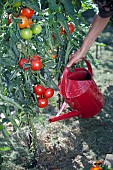 WATERING TOMATOES IN SUMMER