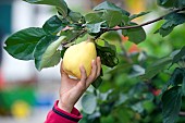 HARVESTING QUINCE, CYDONIA OBLONGA FRUITS IN AUTUMN