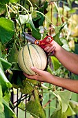 HARVESTING MELONS IN THE GREENHOUSE