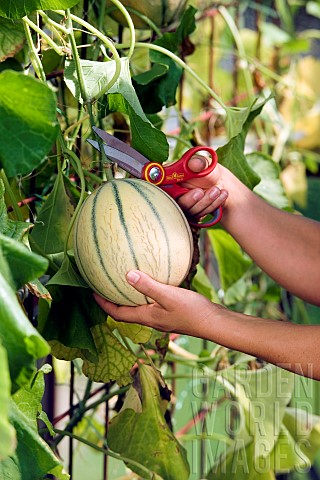 HARVESTING_MELONS_IN_THE_GREENHOUSE