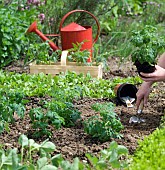 PLANTING TOMATO PLANTS