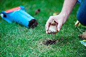 PLANTING BULBS IN LAWN