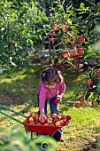 CHILD HARVESTING APPLES