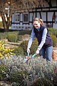 TRIMMING LAVANDULA