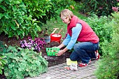 PLANTING TULIP BULBS