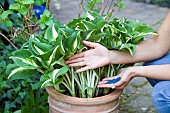 ADDING SLUG PELLETTS TO HOSTA