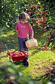 CHILD HARVESTING APPLES