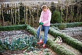 HARVESTING LEEKS IN WINTER