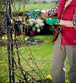 PRUNING A CLIMBING ROSE IN SPRINGTIME