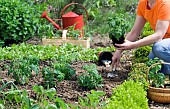 PLANTING TOMATO PLANTS