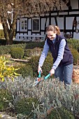 TRIMMING LAVANDULA