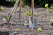 GARDEN TOOLS IN VEGETABLE BED