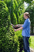 TRIMMING CONIFERS WITH SHEARS