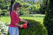 TRIMMING CONIFERS WITH CORDLESS HEDGE TRIMMER