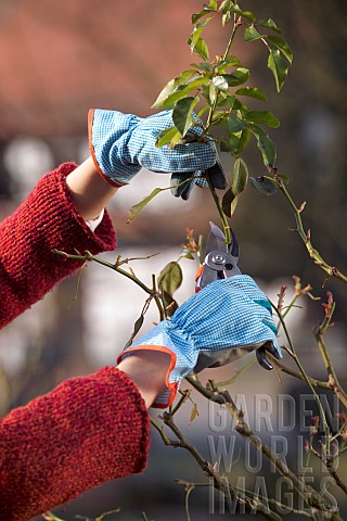PRUNING_STANDARD_ROSE
