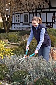 TRIMMING LAVANDULA