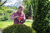 TRIMMING CONIFERS WITH CORDLESS HEDGE TRIMMER