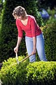 TRIMMING BUXUS HEDGE WITH SHEARS